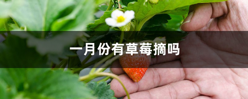 一月份有草莓摘吗 一月份有草莓摘吗