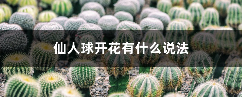仙人球开花有什么说法 仙人球开花有什么说法