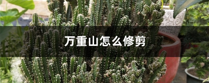 万重山怎么修剪 万重山怎么修剪