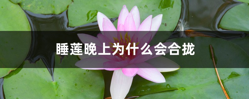 睡莲插花瓶里怎么养,为什么晚上会合拢 睡莲插花瓶里怎么养,为什么晚上会合拢