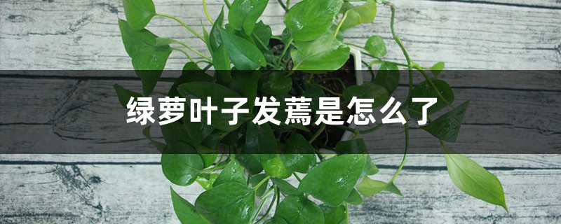 绿萝叶子打蔫怎么回事,叶子发黑怎么办 绿萝叶子打蔫怎么回事,叶子发黑怎么办