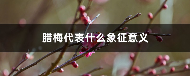 腊梅的花语和象征,送女孩腊梅的寓意 腊梅的花语和象征,送女孩腊梅的寓意