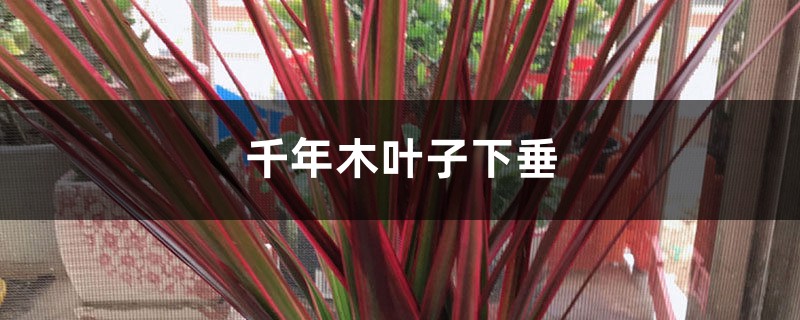 千年木叶子下垂枯萎,掉叶子怎么办 千年木叶子下垂枯萎,掉叶子怎么办