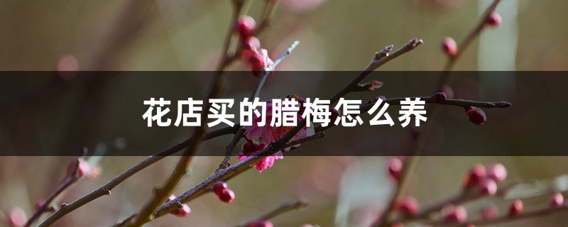 买回家的腊梅花怎么养,水培怎么养 买回家的腊梅花怎么养,水培怎么养