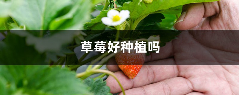 草莓种子的种植方法,几月份播种(取种和催芽) 草莓种子的种植方法,几月份播种(取种和催芽)