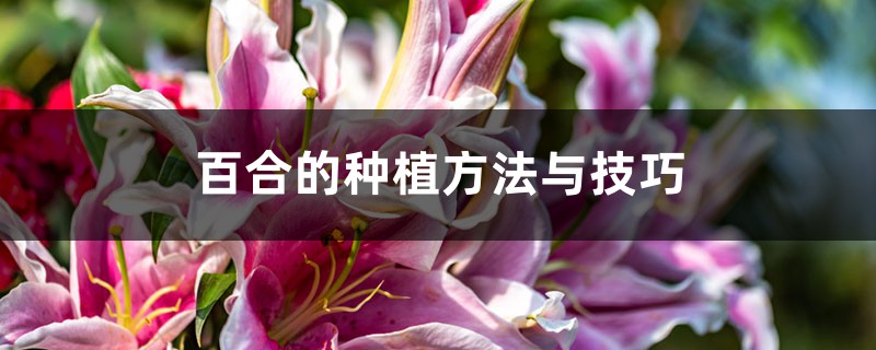 百合种植方法和时间,花后怎么处理 百合种植方法和时间,花后怎么处理