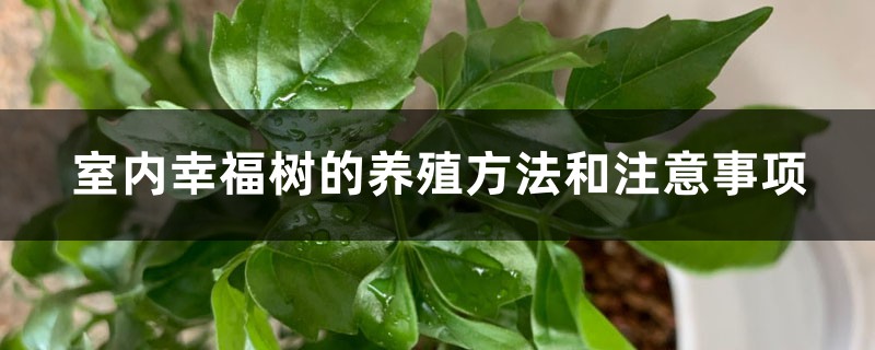 幸福树怎么养殖方法,掉叶子怎么办 幸福树怎么养殖方法,掉叶子怎么办