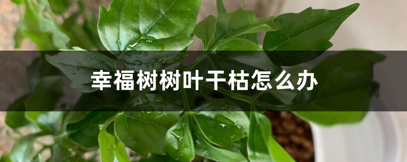 幸福树树叶干枯怎么办 幸福树树叶干枯怎么办
