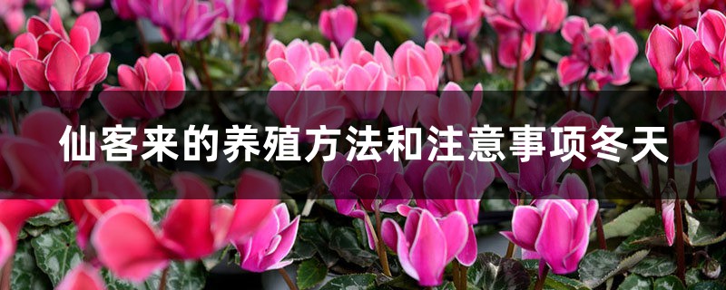 新买的仙客来怎么养,冬天怎么浇水 新买的仙客来怎么养,冬天怎么浇水