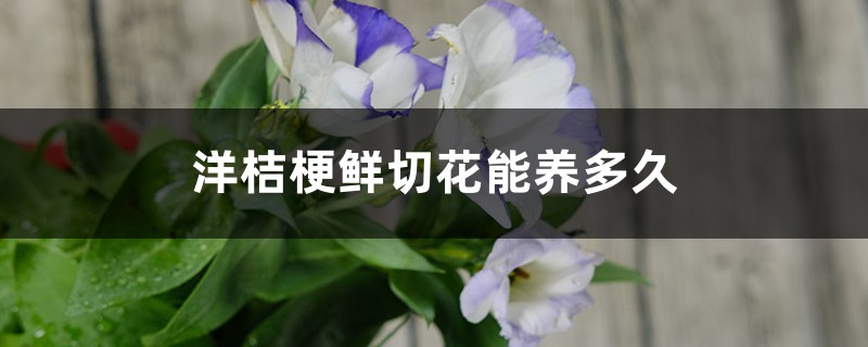 洋桔梗鲜切花能养多久 洋桔梗鲜切花能养多久
