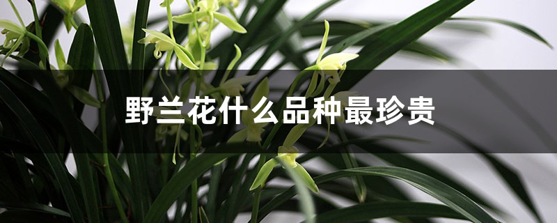 野兰花什么品种最珍贵 野兰花什么品种最珍贵