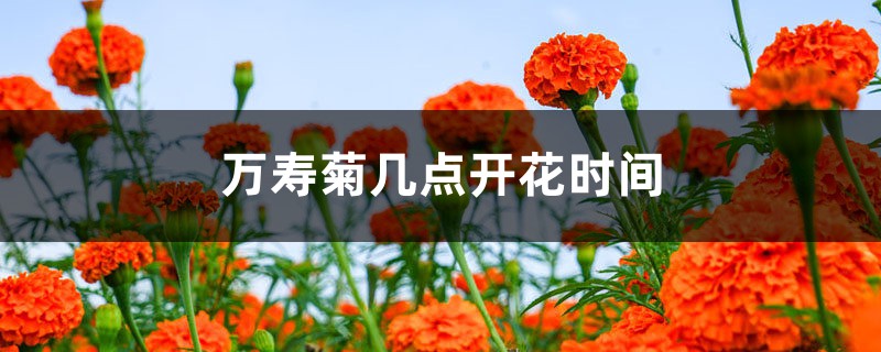 万寿菊的花期是什么时候,几点开花 万寿菊的花期是什么时候,几点开花