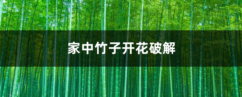 家中竹子开花破解,为什么开花 家中竹子开花破解,为什么开花
