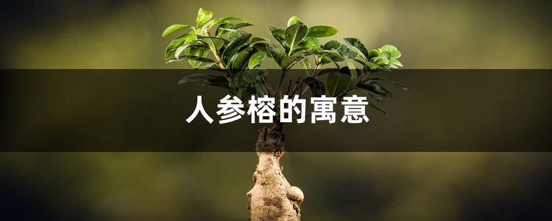 人参榕的寓意是什么 人参榕的寓意是什么