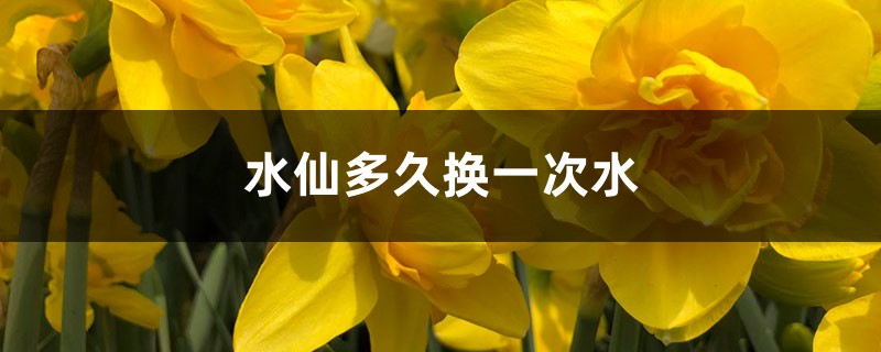 水仙多久换一次水,怎么养护 水仙多久换一次水,怎么养护