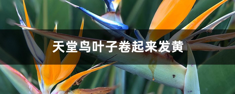天堂鸟叶子卷起来发黄怎么回事 天堂鸟叶子卷起来发黄怎么回事