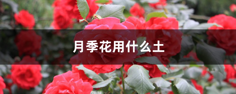 月季花用什么土 月季花用什么土