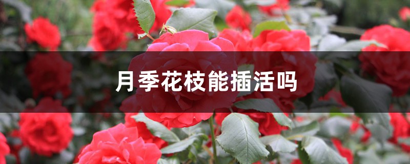 月季花枝能插活吗 月季花枝能插活吗