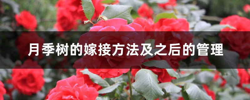 月季树的嫁接方法及之后的管理 月季树的嫁接方法及之后的管理