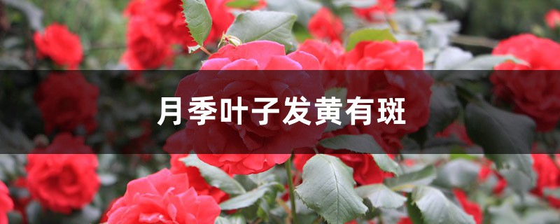 月季叶子发黄有斑的原因 月季叶子发黄有斑的原因