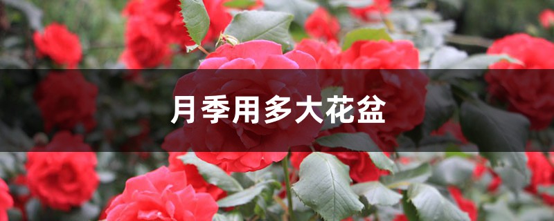 月季用多大花盆 月季用多大花盆