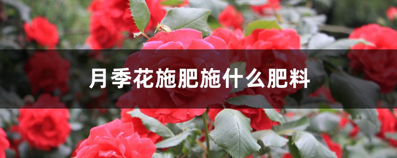 月季花施肥施什么肥料 月季花施肥施什么肥料