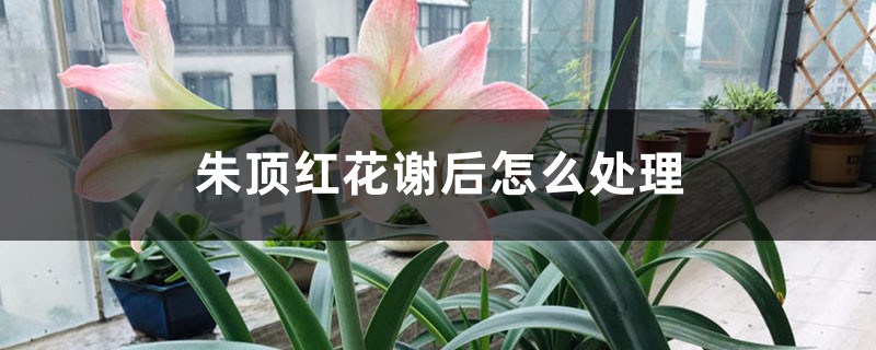 朱顶红花谢后怎么处理 朱顶红花谢后怎么处理