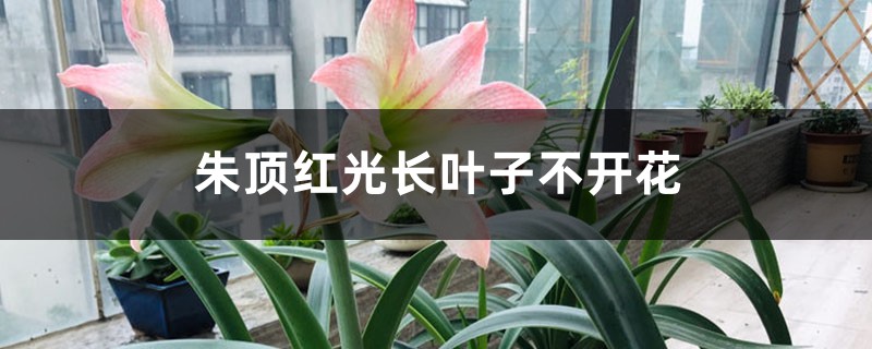 朱顶红光长叶子不开花怎么办 朱顶红光长叶子不开花怎么办