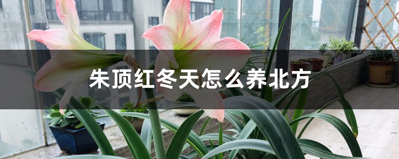 北方冬天怎么养朱顶红 北方冬天怎么养朱顶红