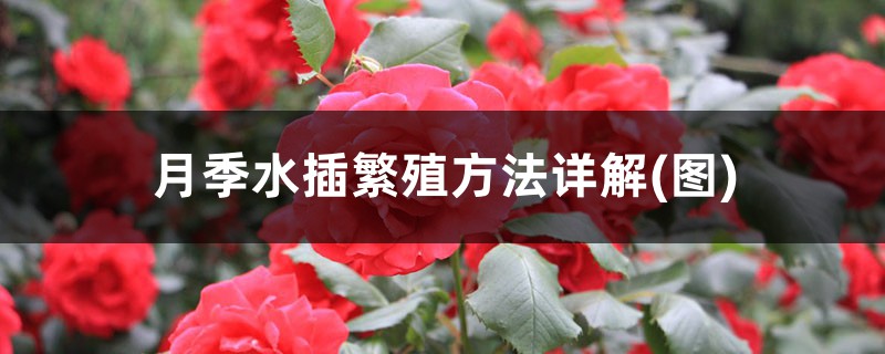 月季水插繁殖方法详解(图) 月季水插繁殖方法详解(图)