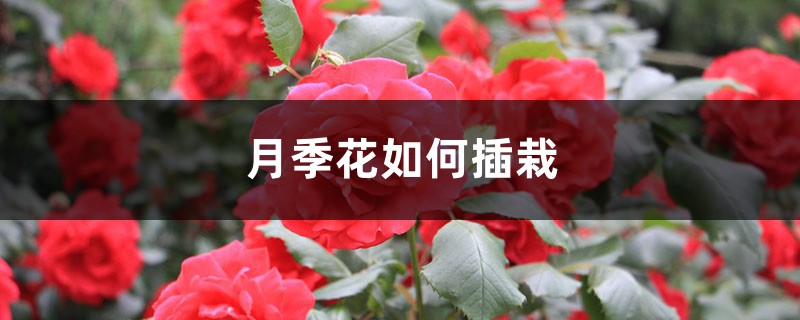 月季花扦插有哪些方法 月季花扦插有哪些方法