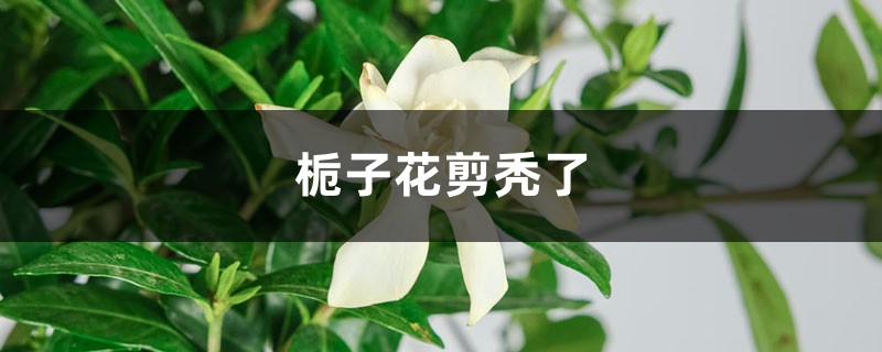 栀子花剪秃了能活吗 栀子花剪秃了能活吗