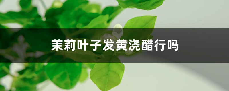 茉莉叶子发黄浇醋行吗 茉莉叶子发黄浇醋行吗