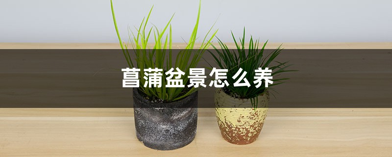 菖蒲盆景怎么养 菖蒲盆景怎么养