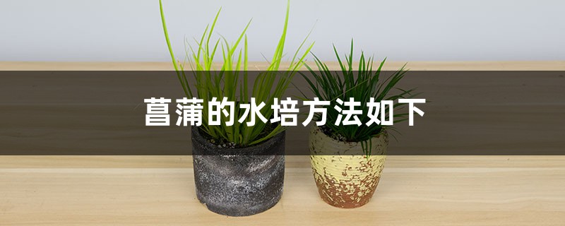 菖蒲的水培方法是什么 菖蒲的水培方法是什么