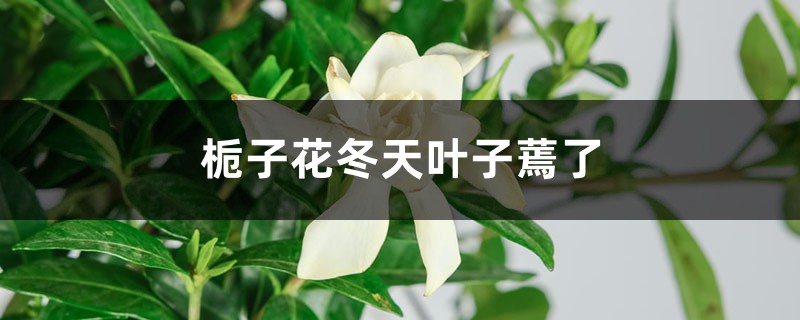 栀子花冬天叶子蔫了 栀子花冬天叶子蔫了