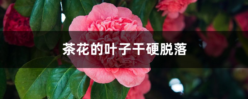 茶花的叶子干硬脱落什么原因 茶花的叶子干硬脱落什么原因