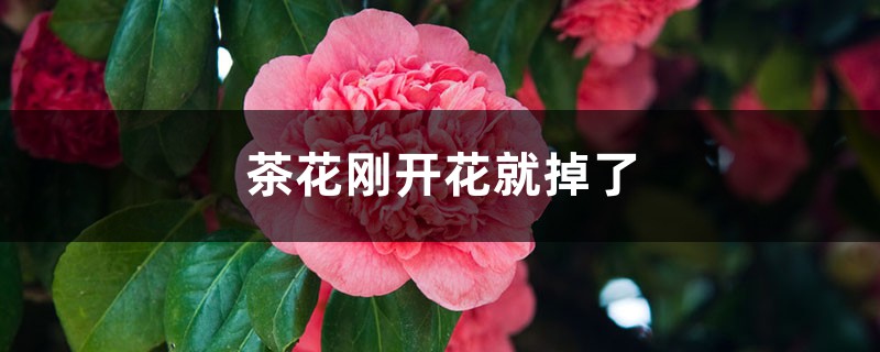 茶花刚开花就掉了什么原因 茶花刚开花就掉了什么原因