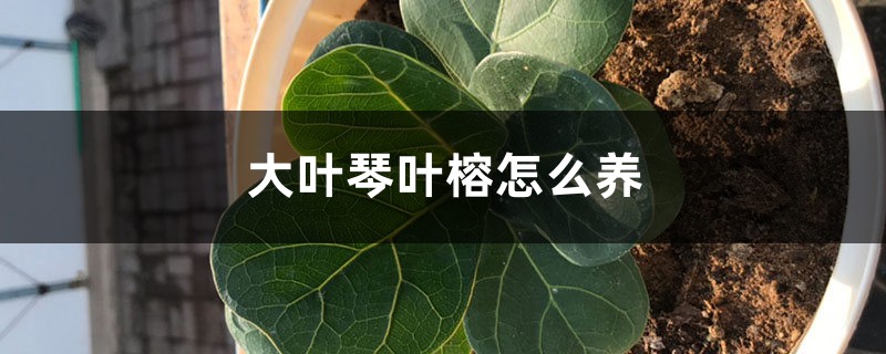 大叶琴叶榕怎么养 大叶琴叶榕怎么养