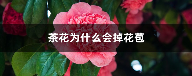 茶花为什么会掉花苞 茶花为什么会掉花苞