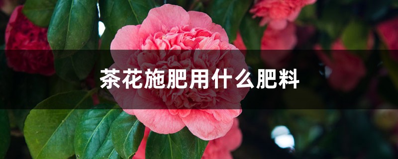 茶花施肥用什么肥料 茶花施肥用什么肥料
