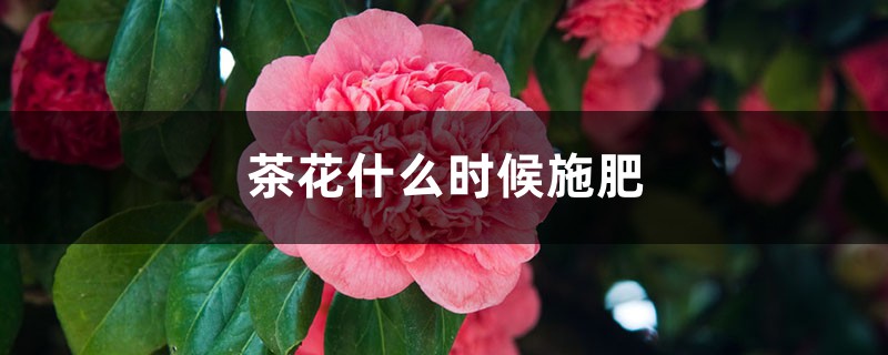 茶花什么时候施肥 茶花什么时候施肥