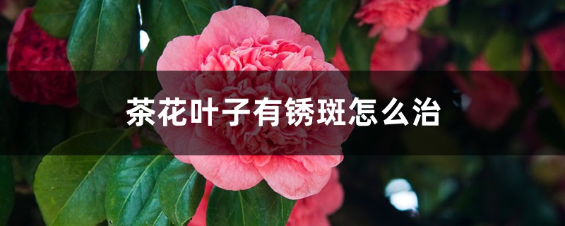 茶花叶子有锈斑怎么治 茶花叶子有锈斑怎么治