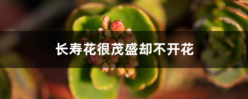 为什么长寿花很茂盛却不开花 为什么长寿花很茂盛却不开花