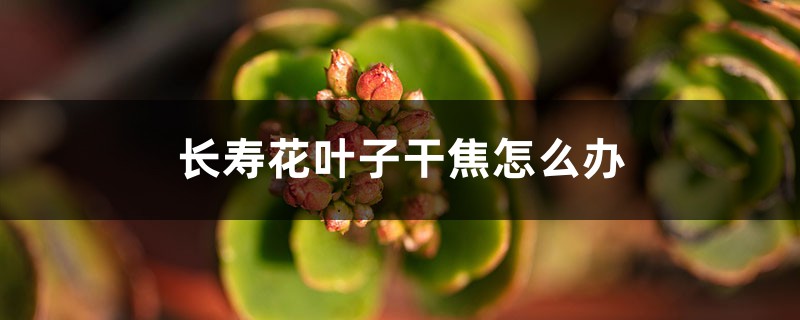 长寿花叶子干焦怎么办 长寿花叶子干焦怎么办