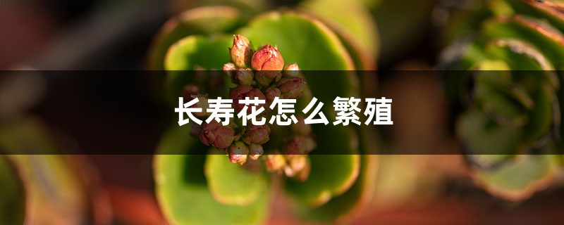 长寿花怎么繁殖 长寿花怎么繁殖