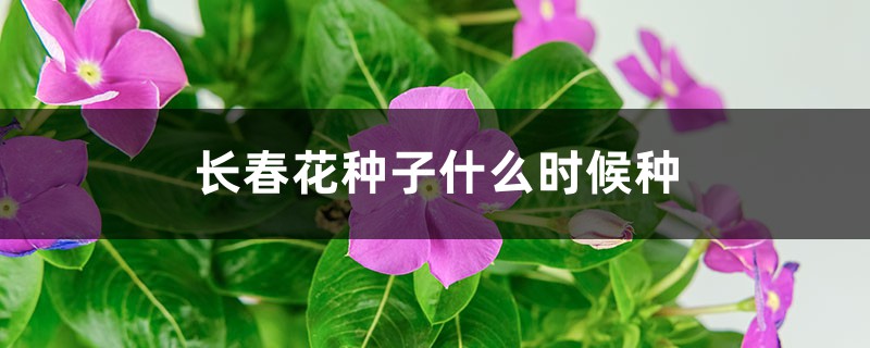 长春花种子什么时候种 长春花种子什么时候种