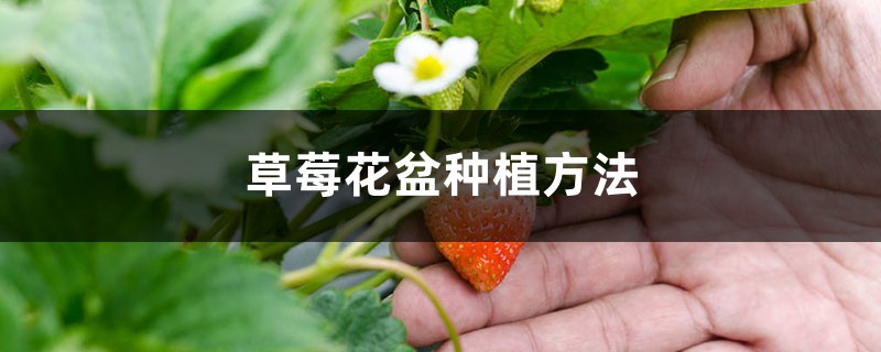 草莓花盆种植方法 草莓花盆种植方法
