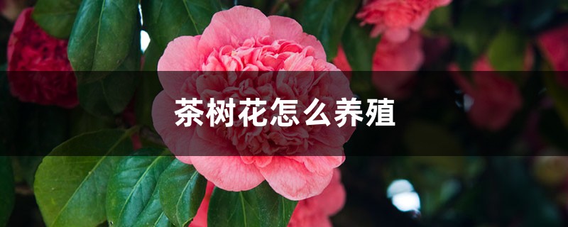 茶树花怎么养殖 茶树花怎么养殖