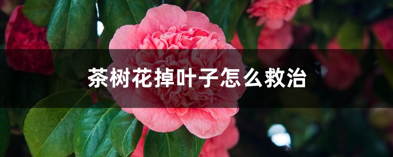 茶树花掉叶子怎么救治 茶树花掉叶子怎么救治